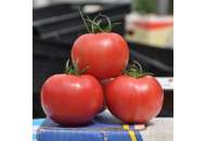 Пинк Клер F1 - томат индетерминантный, 500 семян,  Nickerson Zwaan фото, цена